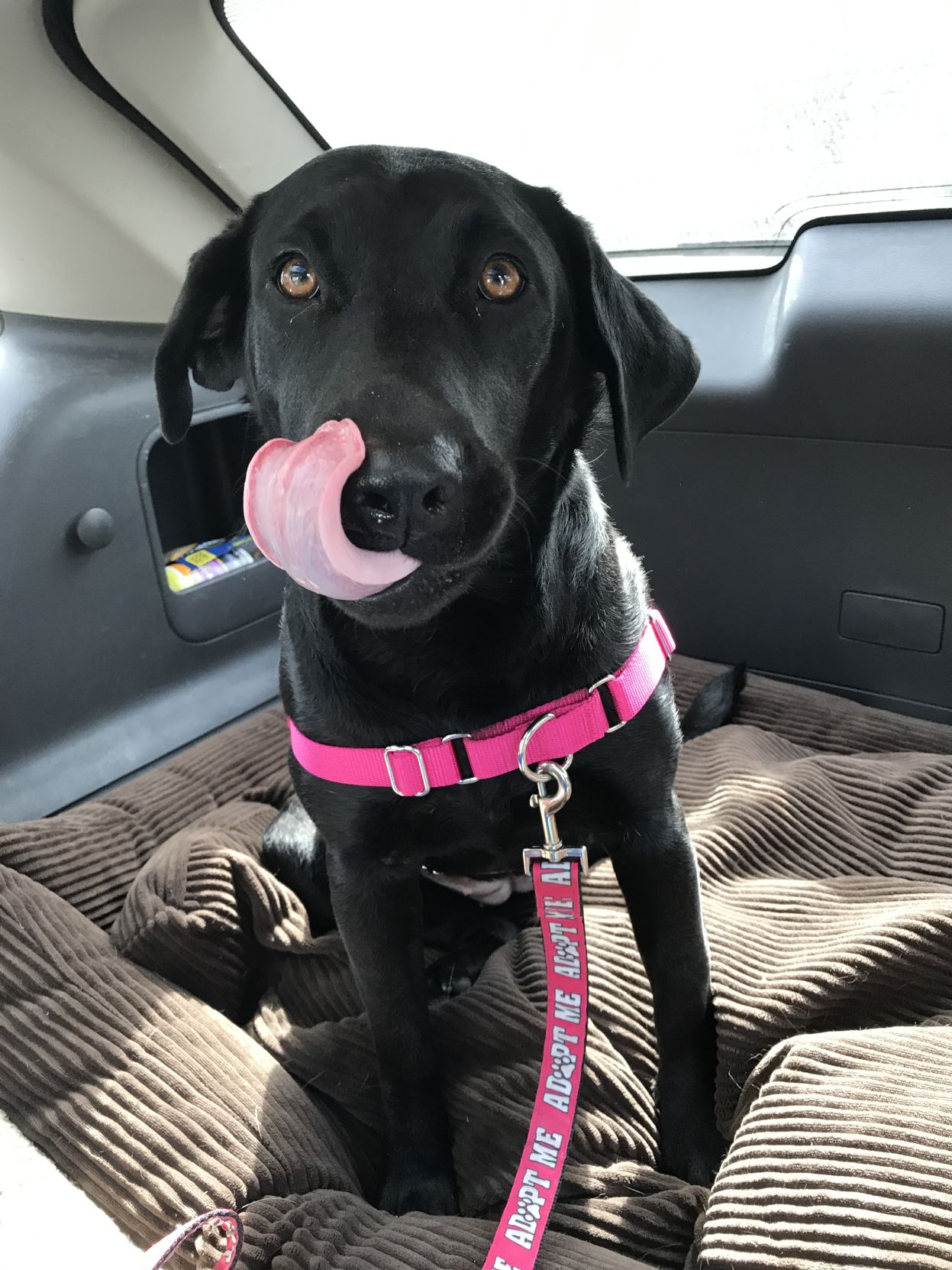 Lab Rescue - Tongue shot.JPG